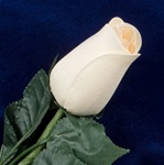 Long-Stemmed Wood Rose - Ivory