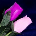 Two Long-Stemmed Wood Roses - Purple and Lavender