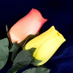 Two Long-Stemmed Wood Roses - Orange and Yellow
