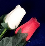 Two Long-Stemmed Wood Roses - Red and White