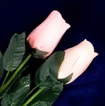 Two Long-Stemmed Wood Roses - Coral and Peach