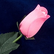Long-Stemmed Wood Rose - Pink