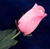 Long-Stemmed Wood Rose - Pink