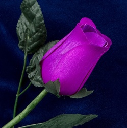Long-Stemmed Wood Rose - Purple